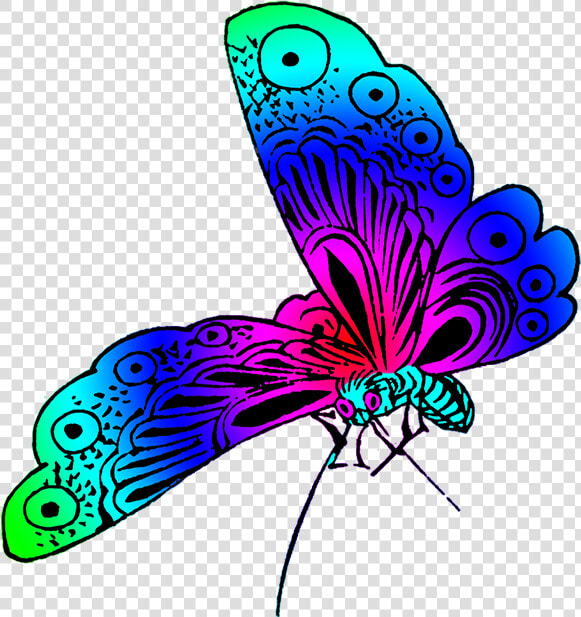 Beautiful Butterfly Strong Colors   Different Colors Of Butterfly  HD Png DownloadTransparent PNG