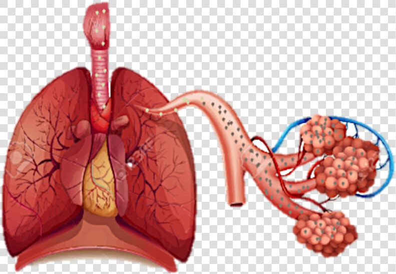 Disease Of Organ System   Png Download  Transparent PngTransparent PNG