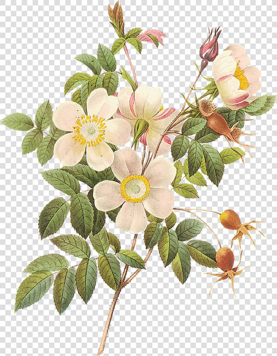 Flower  Botanica  Botanical Garden  Leaves  Flowers   St Rita With Roses  HD Png DownloadTransparent PNG