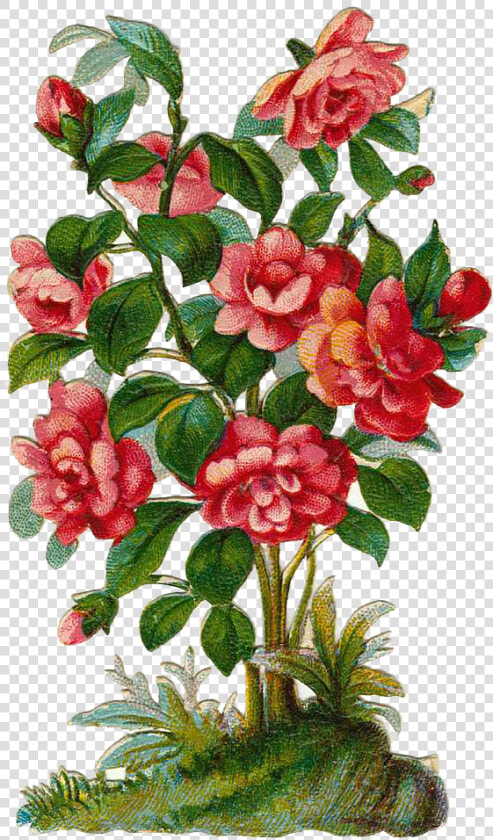 Bushes Clipart Rose Bush   Rose Flower Plant Clipart  HD Png DownloadTransparent PNG