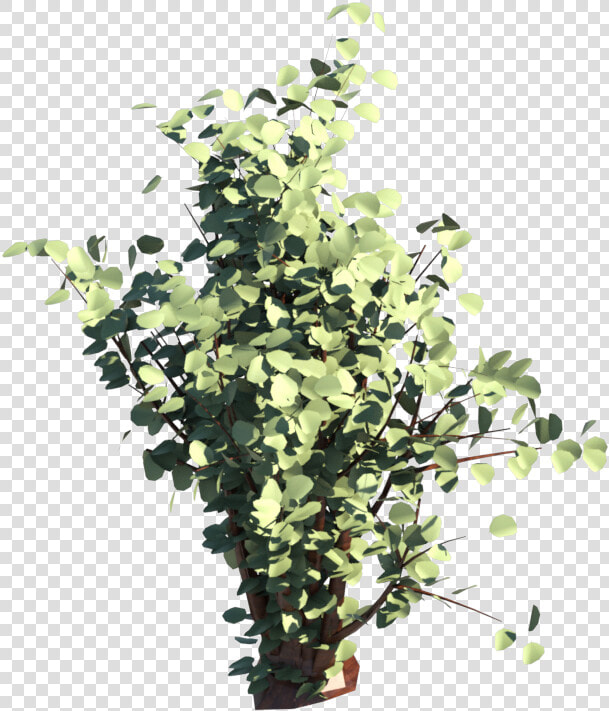 Shrub   Png Download   Sageretia Theezans  Transparent PngTransparent PNG