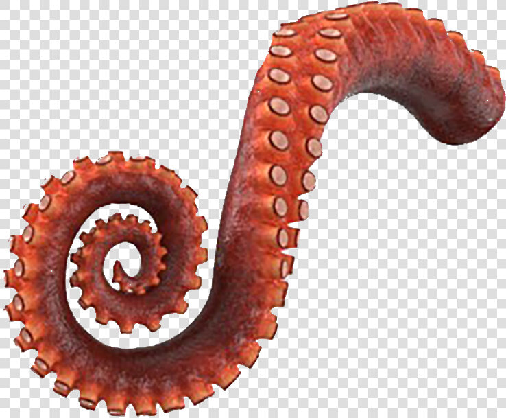 Octopus Tentacle Png  Transparent PngTransparent PNG