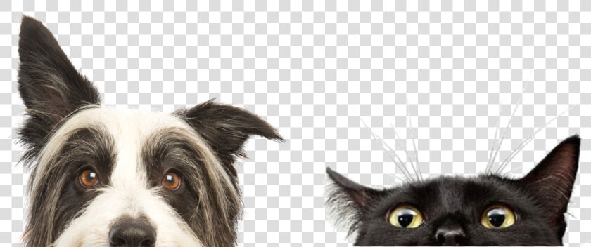 Imagenes Perros Y Gatos Png   Perros Y Gatos Hd  Transparent PngTransparent PNG