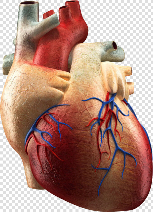 Heart Png Cardiac   Hearthuman Real  Transparent PngTransparent PNG