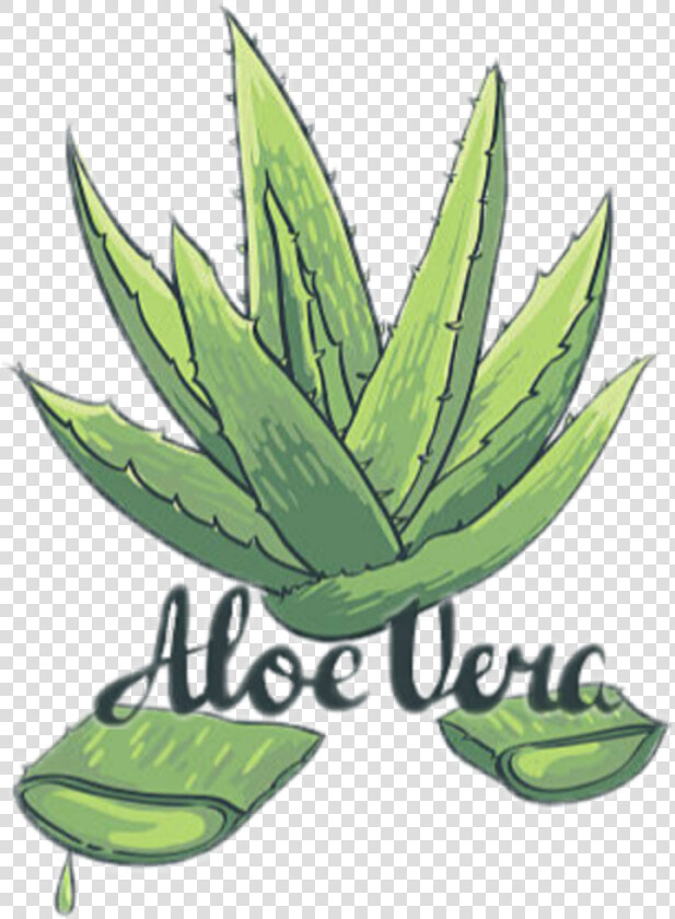  aloevera  plants  green  aloeveraplant   Aloe Vera Plant Drawing Easy  HD Png DownloadTransparent PNG