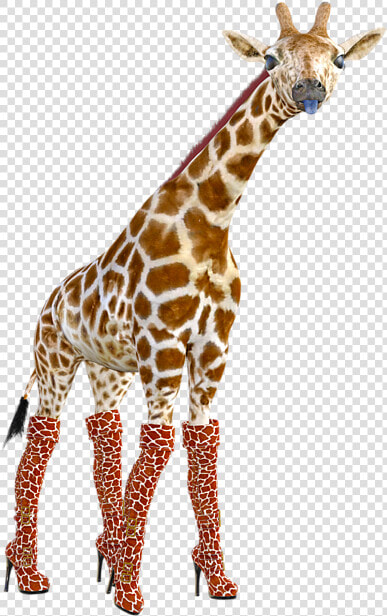 Giraffes Doing Funny Poses  HD Png DownloadTransparent PNG