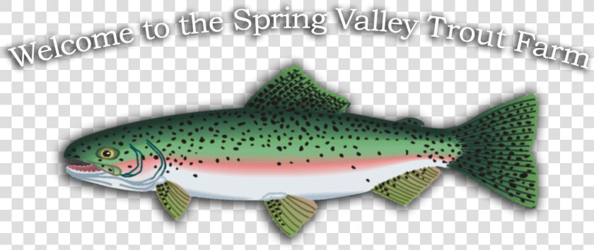 Transparent Trout Png   Trout  Png DownloadTransparent PNG