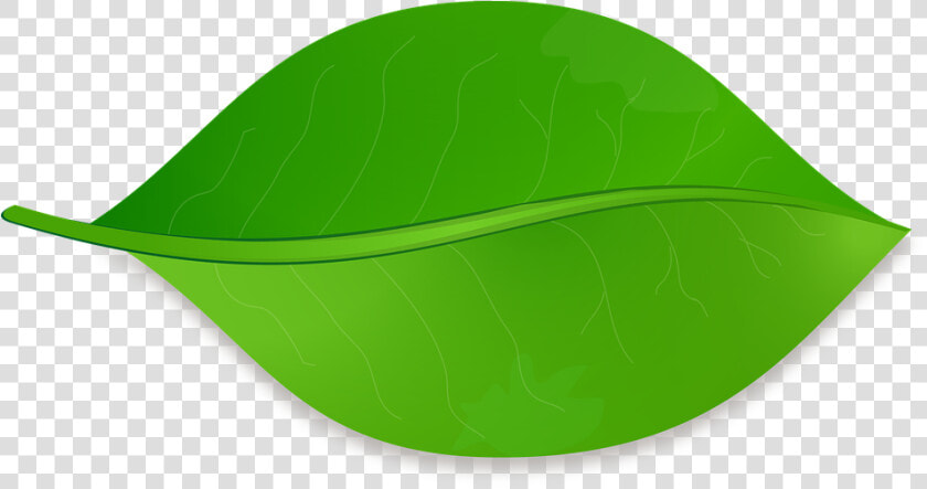 Leaf  Nature  Tree  Plant  Natural  Green   Vector Image Of A Leaf  HD Png DownloadTransparent PNG