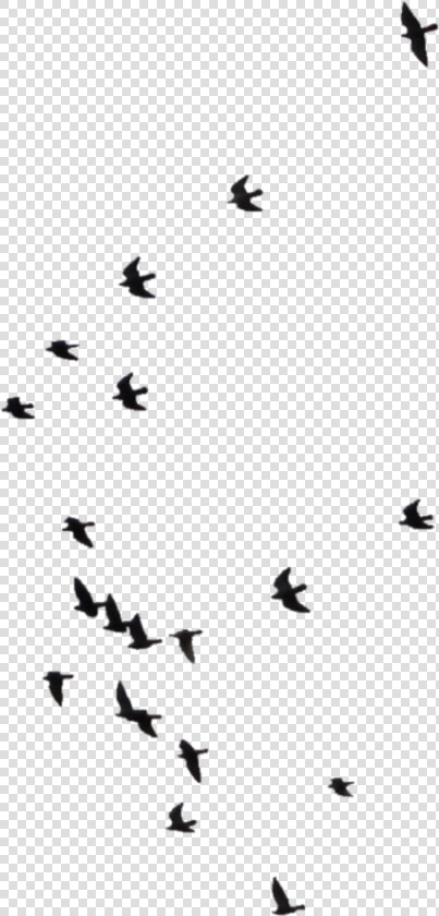 Distant Birds In The Sky  HD Png DownloadTransparent PNG