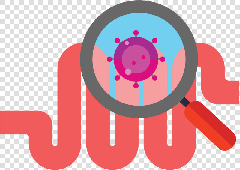 Magnifying Glass Looking At Gut   Gut Microbiome Png  Transparent PngTransparent PNG