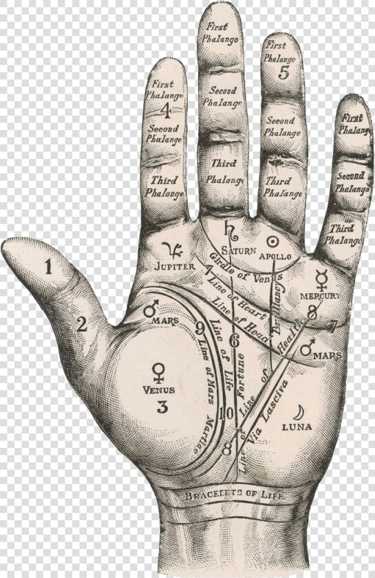 Palm   Palm Reading Map Of Hand  HD Png DownloadTransparent PNG