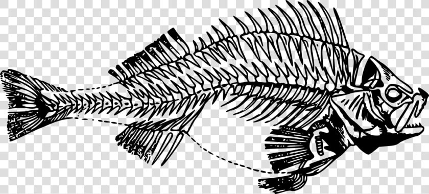 Line Art skeleton monochrome Photography   Fish Skeleton Transparent  HD Png DownloadTransparent PNG