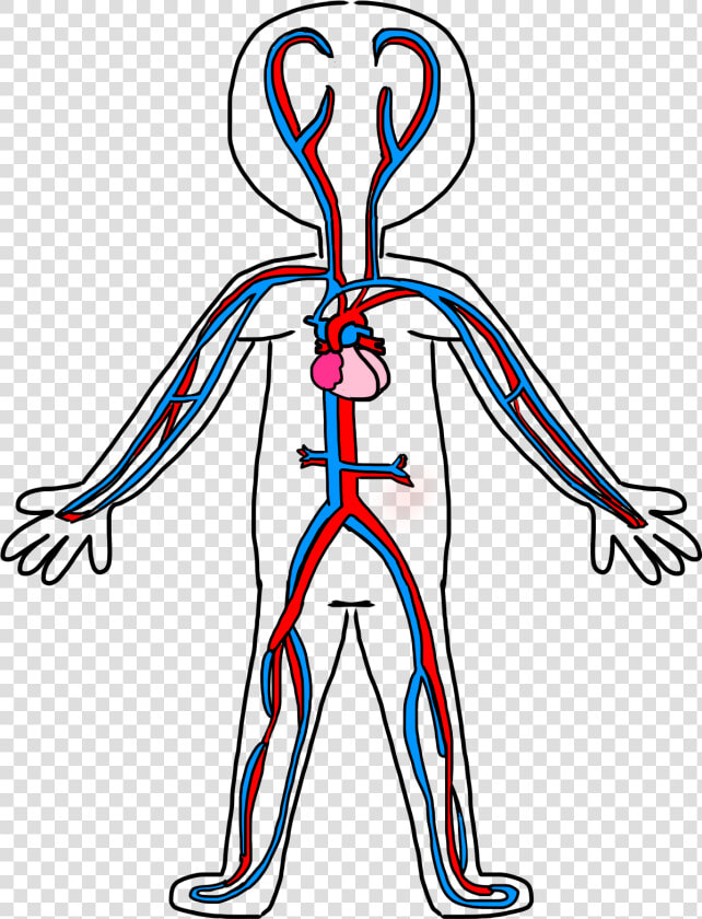 Clip Art Circulatory System Drawing   Circulatory System Simple Drawing  HD Png DownloadTransparent PNG