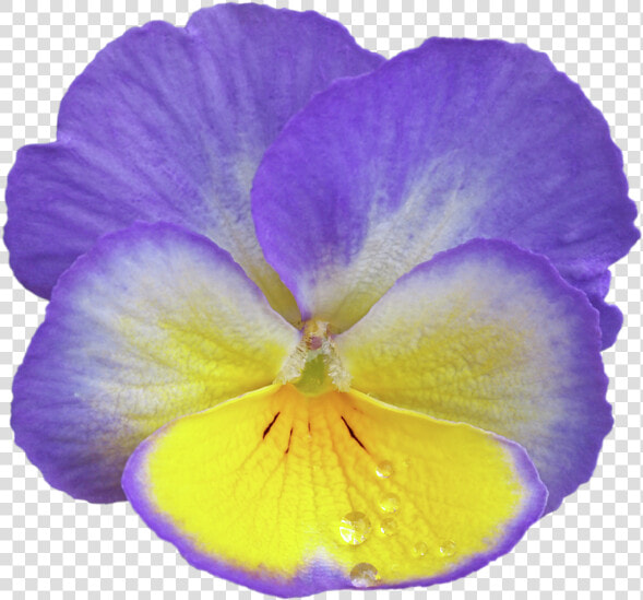 Purple Pansy Png  Transparent PngTransparent PNG