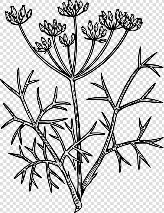 Flower Line Drawing 26  Buy Clip Art   Fennel Drawing  HD Png DownloadTransparent PNG