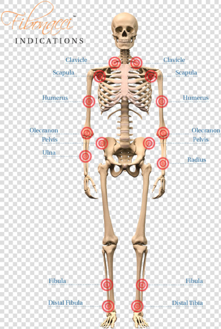 Fb indications   Human Skeleton Images Hd  HD Png DownloadTransparent PNG