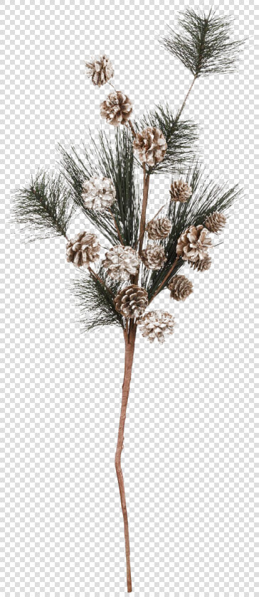 Pine Branch Png Transparent Picture   Pond Pine  Png DownloadTransparent PNG