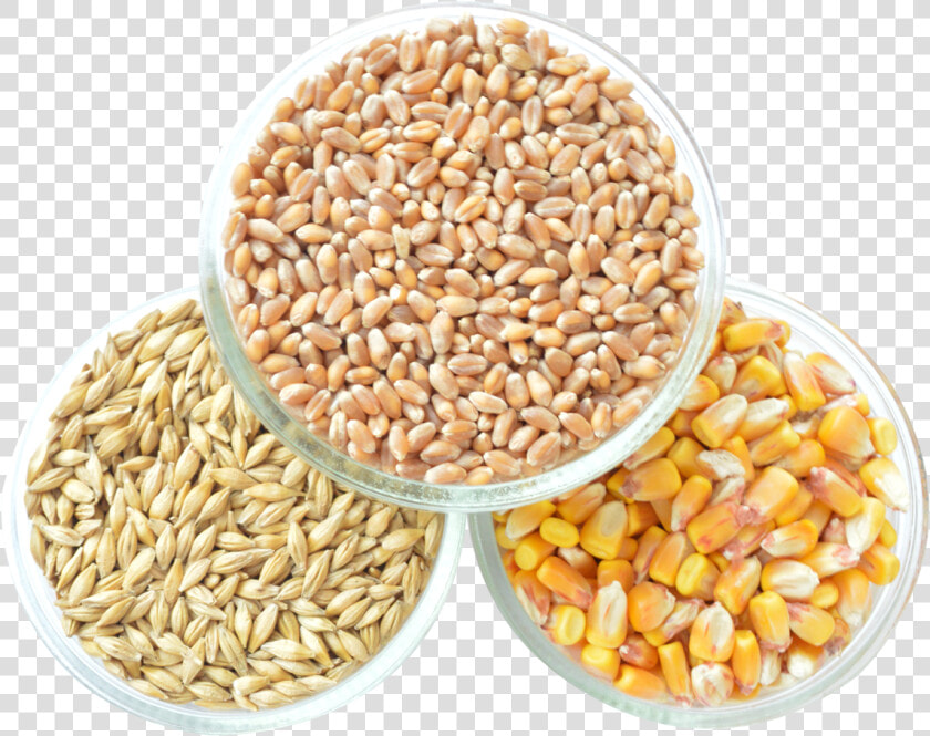 Grain Png Transparent Image   Grain Images Png  Png DownloadTransparent PNG