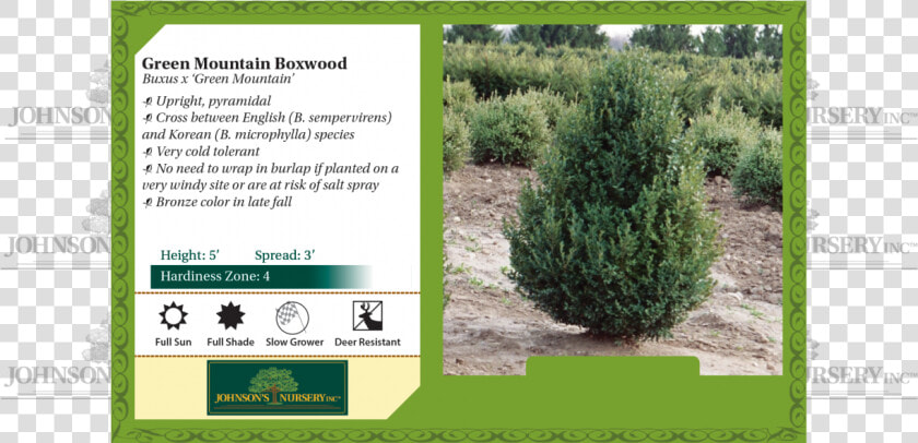 Green Mountain Boxwood Buxus Benchcard   Fall Fiesta Sugar Maple Leaf  HD Png DownloadTransparent PNG