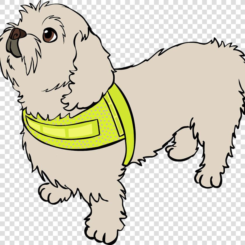 Lhasa Apso  HD Png DownloadTransparent PNG