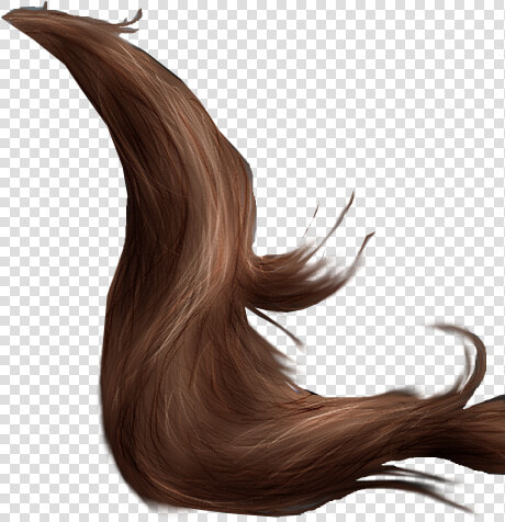 Horse Tail Png 2 By Peachesrox stock On Deviantart   Horse Tail Png  Transparent PngTransparent PNG