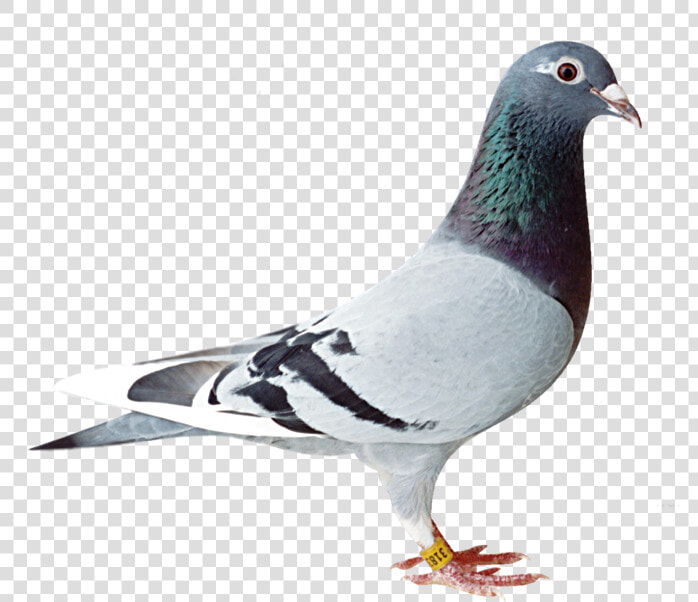 Old Line Racing Pigeon   Png Download   Pigeon Png  Transparent PngTransparent PNG