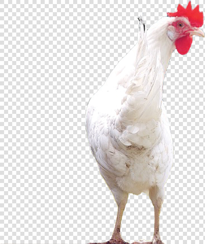 Chicks Png  Transparent PngTransparent PNG