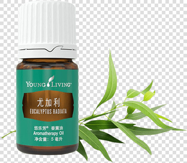 Eucalyptus Radiata Essential Oil   Young Living Essential Oil From Australia  HD Png DownloadTransparent PNG