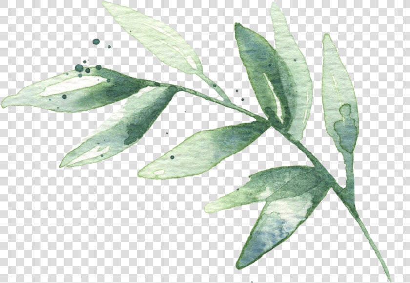 Hd Watercolor Leaves Free   Watercolor Green Leaves Png  Transparent PngTransparent PNG