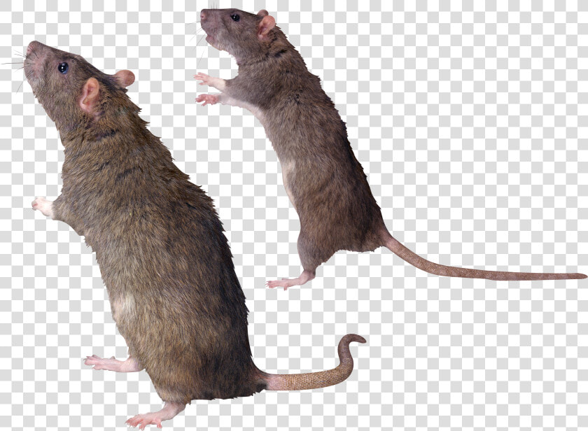 Mouse  Rat Png Image   Rat Photoshop  Transparent PngTransparent PNG