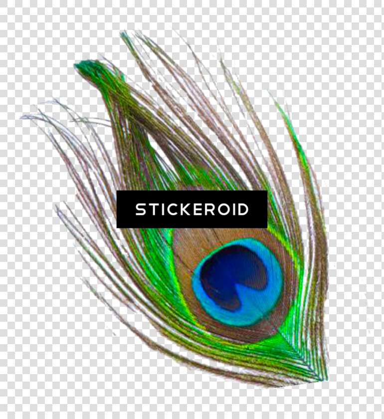 Transparent Peacock Wedding Clipart   Single Peacock Feather Png  Png DownloadTransparent PNG