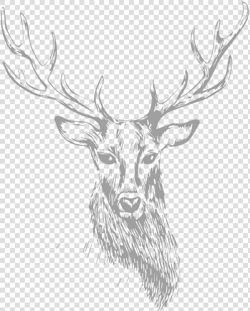 Stag   Stag Png Transparent  Png DownloadTransparent PNG