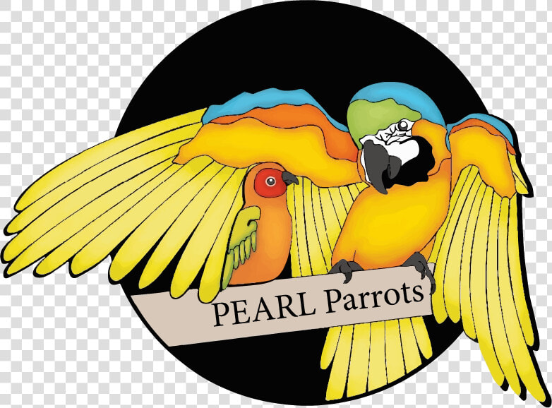 Pearl Parrots  HD Png DownloadTransparent PNG