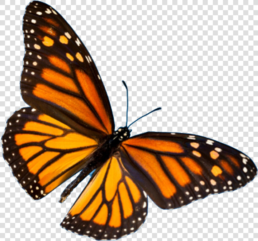 Butterfly Festival   Easy Monarch Butterfly Painting  HD Png DownloadTransparent PNG