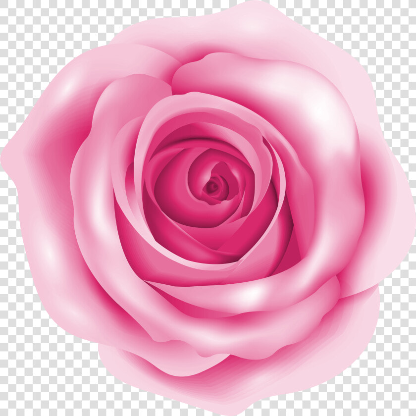 Rose Pink Clip Art   Rose Clipart Pink Png  Transparent PngTransparent PNG