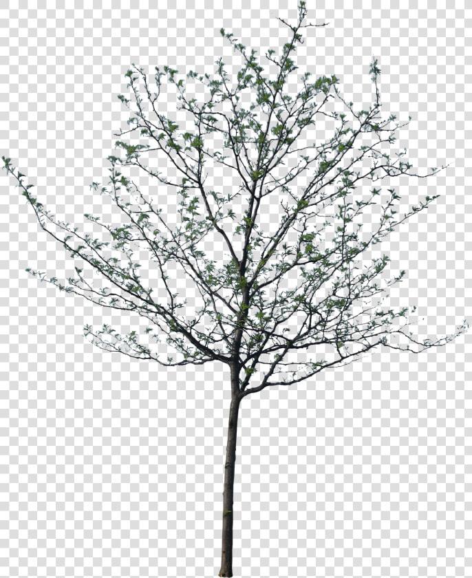 Populus Alba Tree Architecture Drawing Photoshop Nature   Ticket Booth Denver Botanic Gardens  HD Png DownloadTransparent PNG