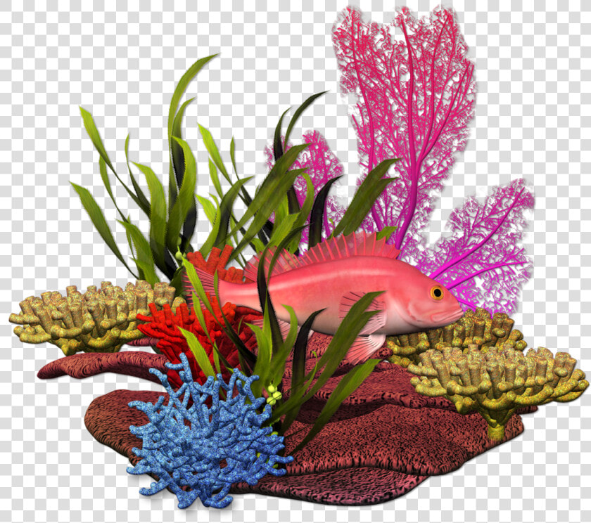 Fundo Do Mar Marine Plants  Marimo  Under The Sea    Under The Sea Plants Png  Transparent PngTransparent PNG