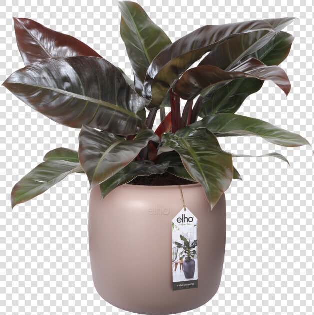 Philodendron  HD Png DownloadTransparent PNG