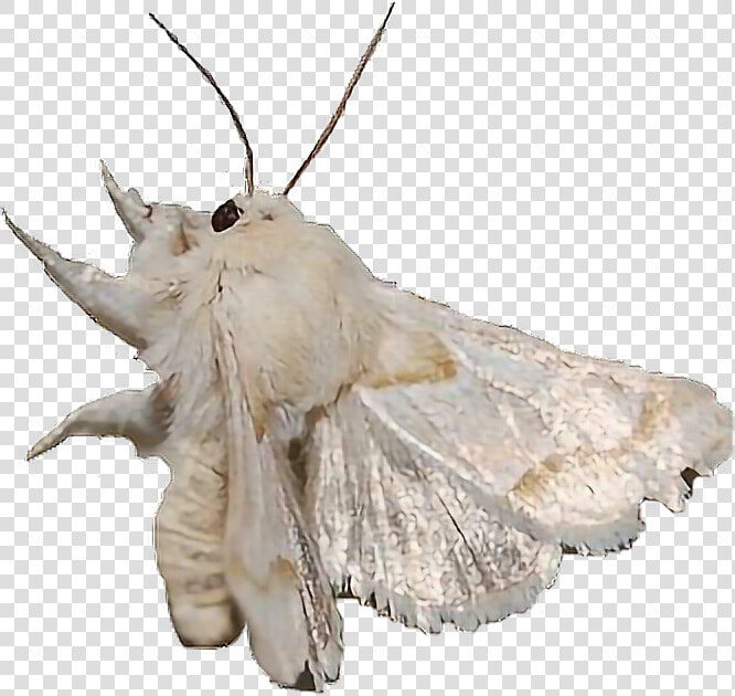  moth  dirtcore  freetoedit   Mothman  HD Png DownloadTransparent PNG