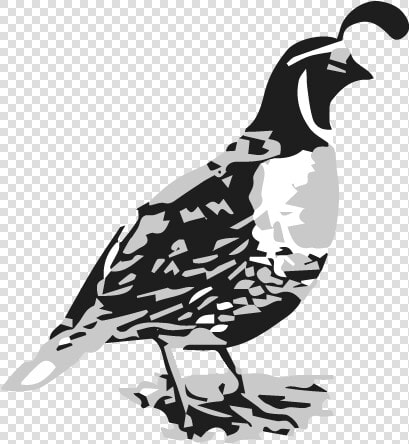 Quail Png  Transparent PngTransparent PNG