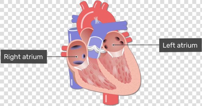 Labelled Image Of The Right And Left Atrium In The  HD Png DownloadTransparent PNG