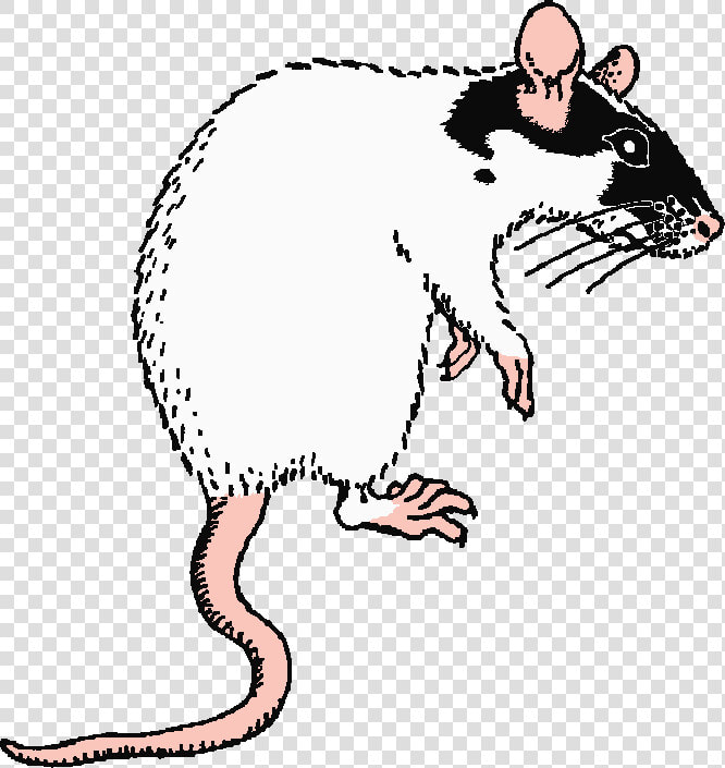 Evil Rat Clipart   African Pouched Rat Drawing  HD Png DownloadTransparent PNG