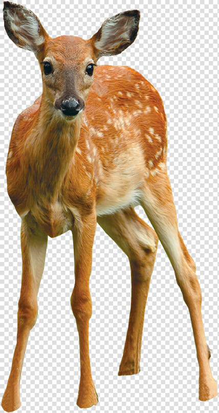 Clip Art Say Cheese September Cooperative   White tailed Deer  HD Png DownloadTransparent PNG