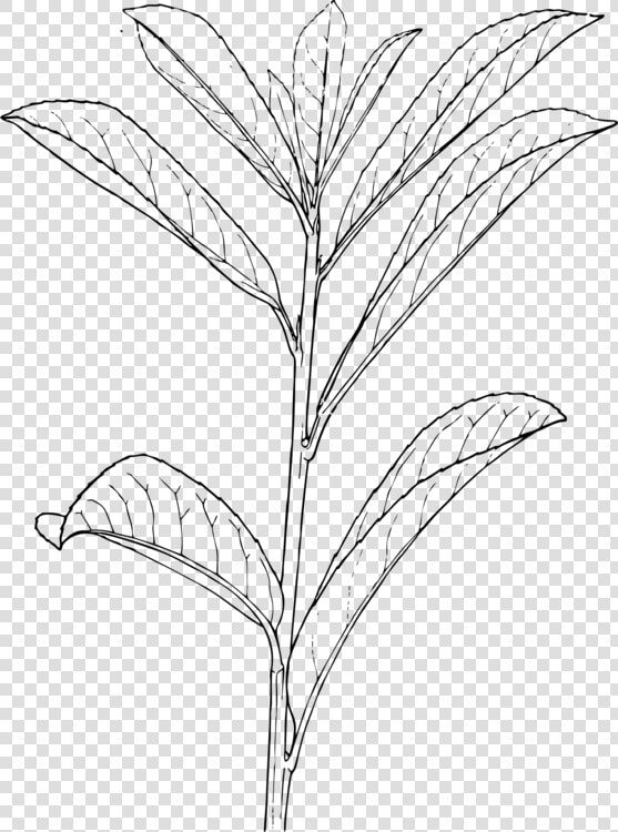 Monochrome Photography grass Family monochrome   Outline Of A Plant  HD Png DownloadTransparent PNG