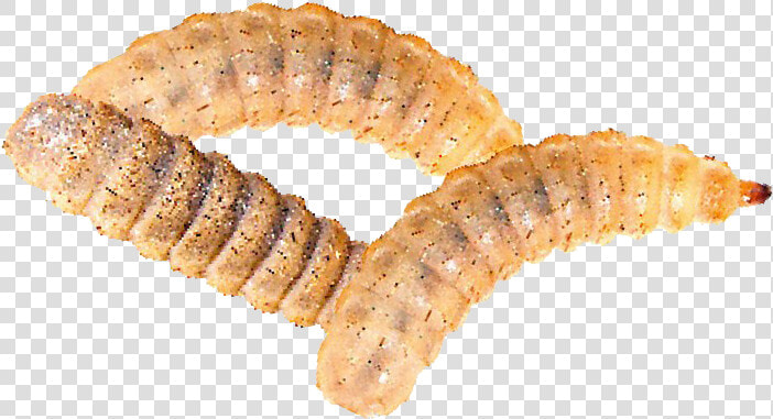 Maggot Png File   Maggot Png  Transparent PngTransparent PNG