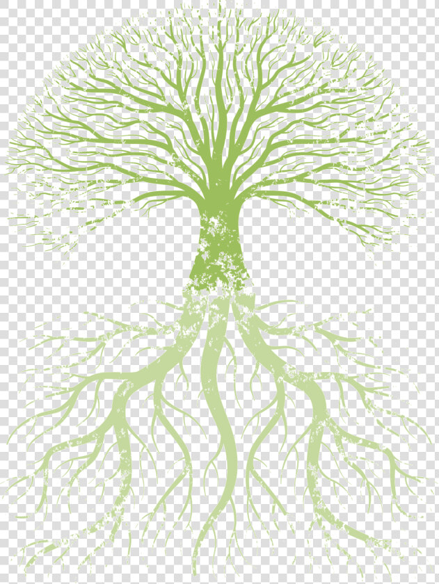 Family Tree Root Tree Of Life   True Knowledge Is Knowing The Extent Of One  39 s Ignorance  HD Png DownloadTransparent PNG