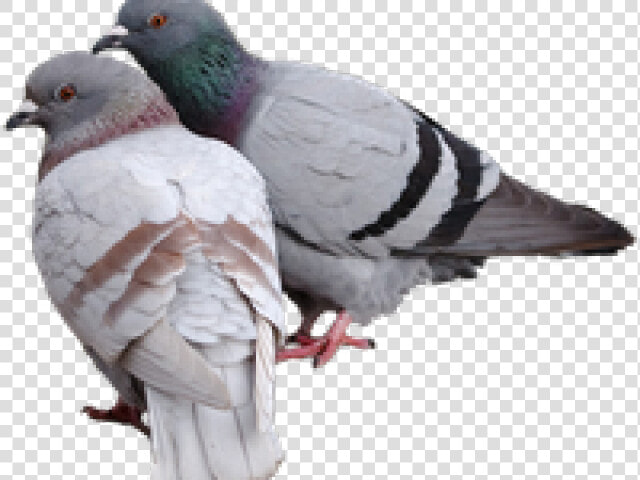 Pigeon Png Transparent Images   Pigeon Png  Png DownloadTransparent PNG