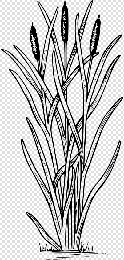 Cattail Clipart  HD Png DownloadTransparent PNG