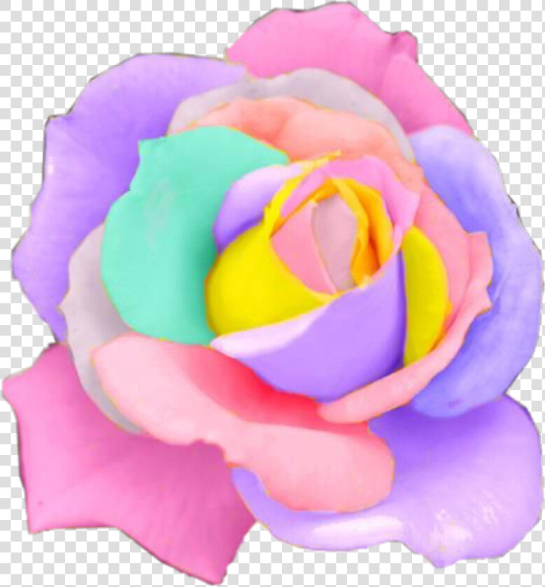 Rose Rainbow Flower Flowers Pastel Rosesfreetoedit   Beautiful Flowers Rainbow  HD Png DownloadTransparent PNG