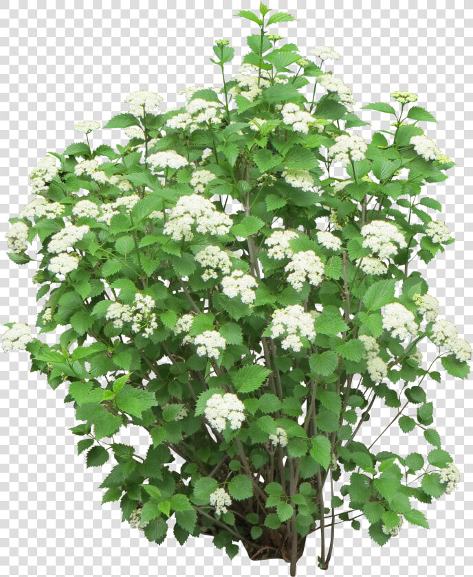 Bush Png Image   White Transparent Flower Bush Png  Png DownloadTransparent PNG